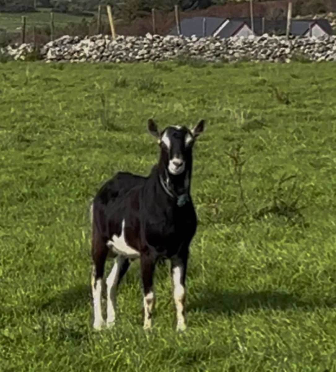 British alpine buck for stud - Image 1