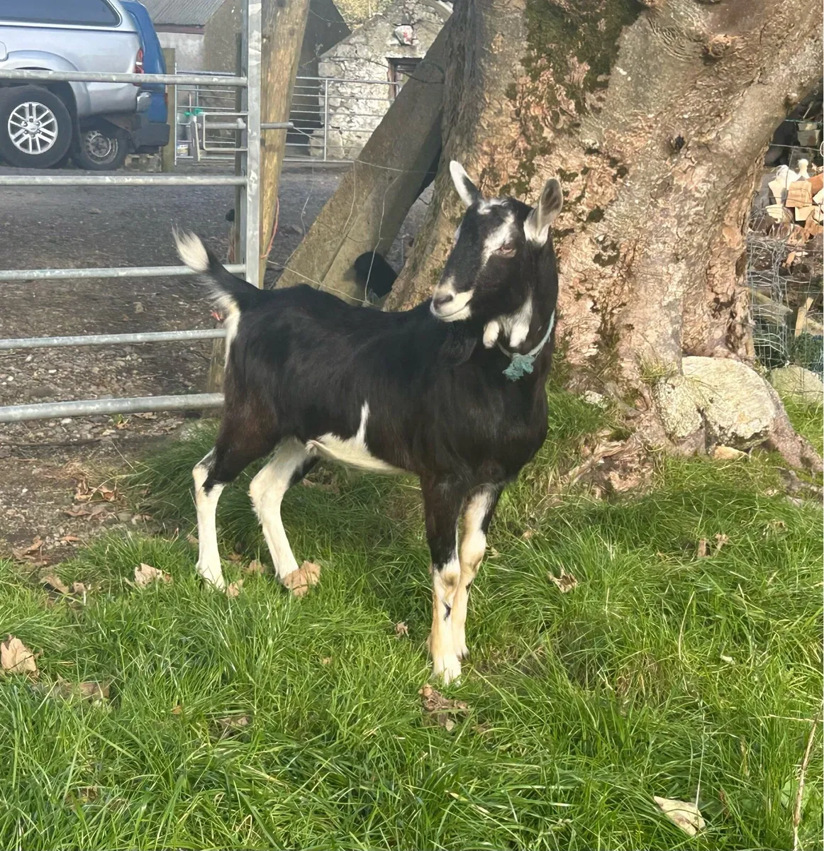 British alpine buck for stud - Image 2