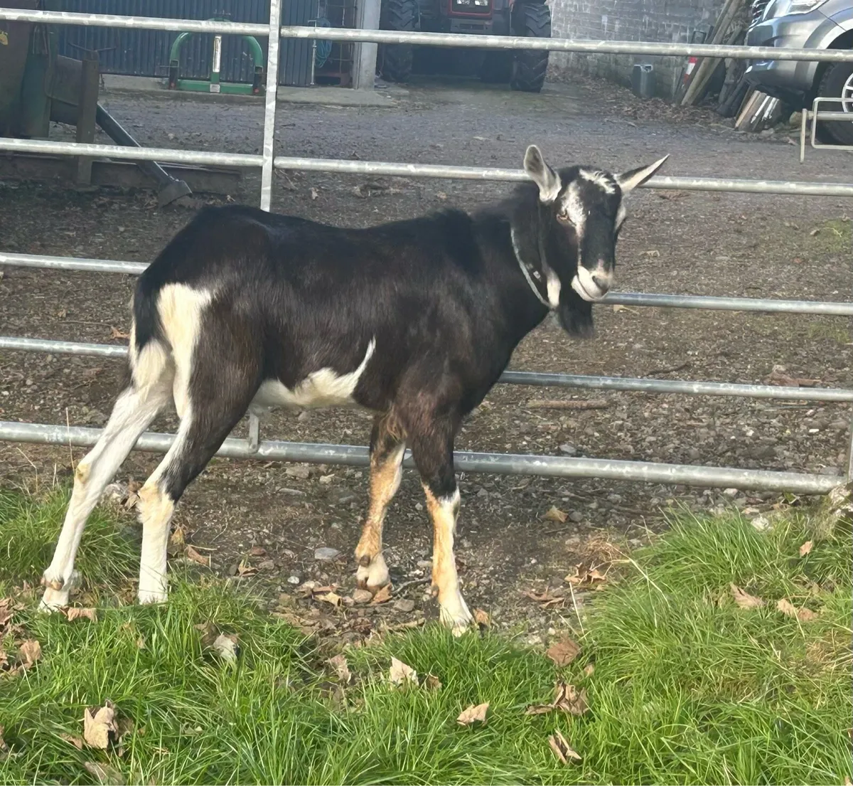 British alpine buck for stud - Image 3