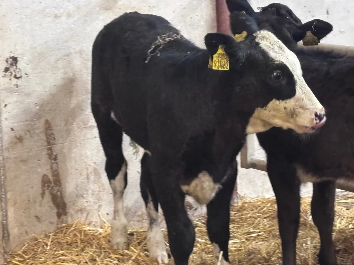 3 weanling heifers for sale @€680 - Image 1