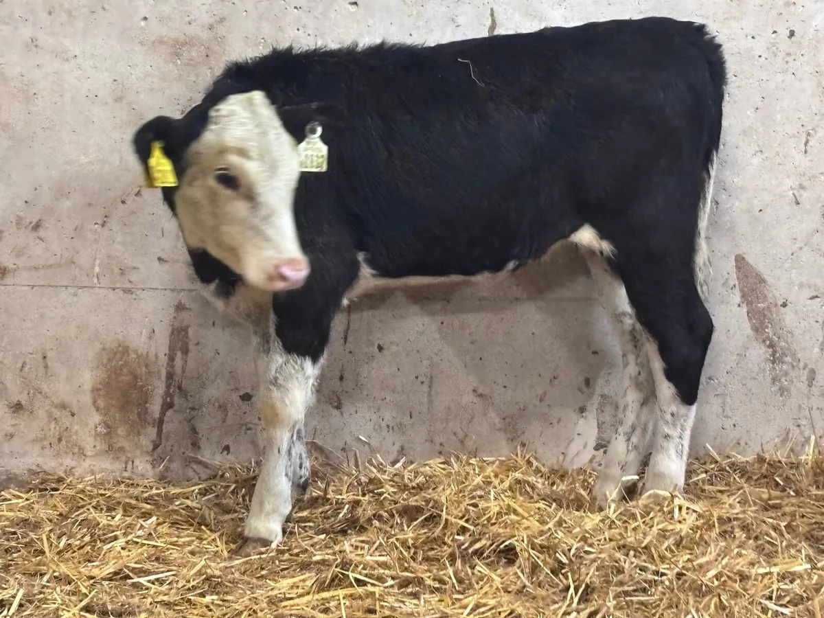 3 weanling heifers for sale @€680 - Image 2