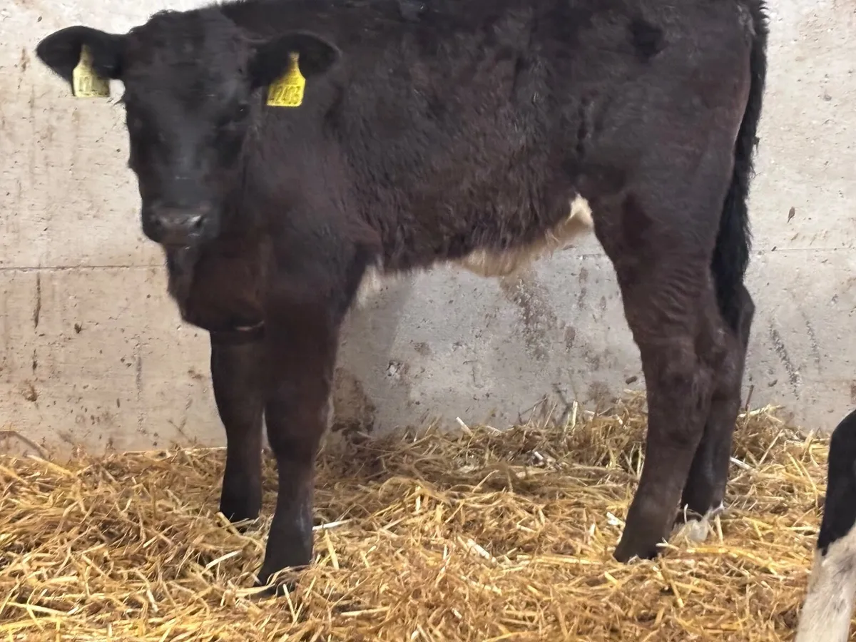 3 weanling heifers for sale @€680 - Image 3
