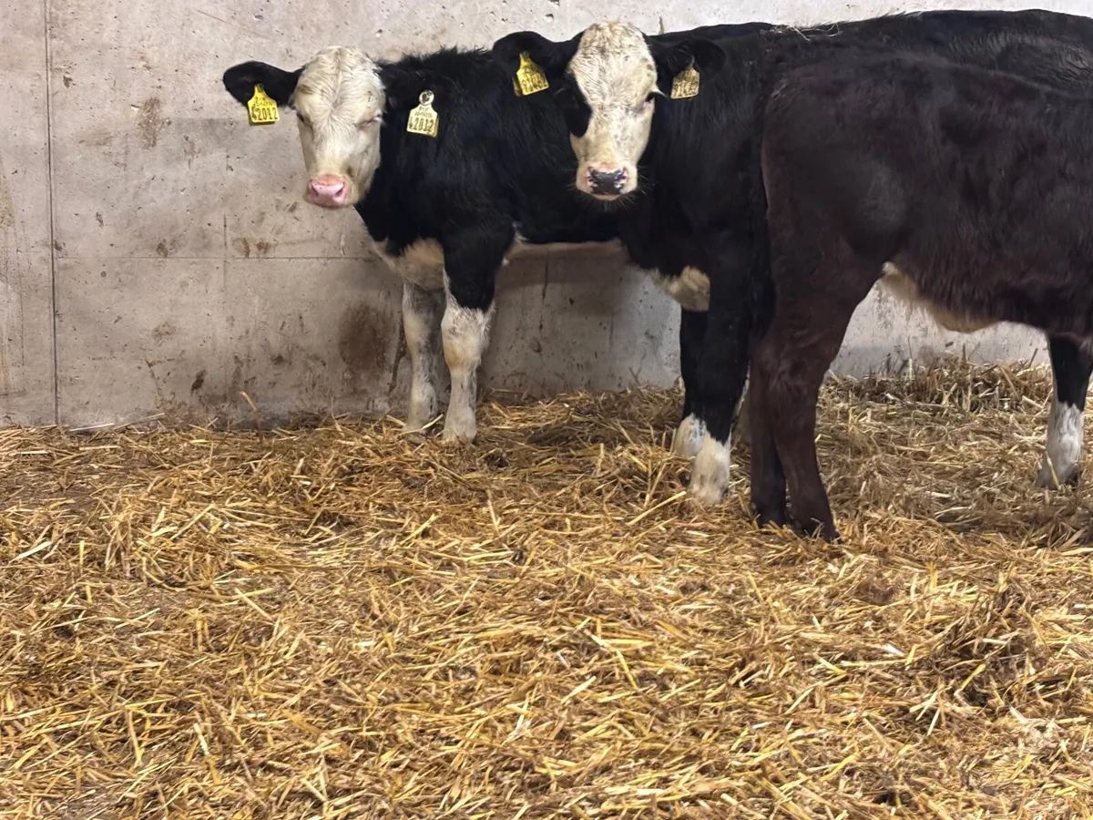 3 weanling heifers for sale @€680 - Image 4