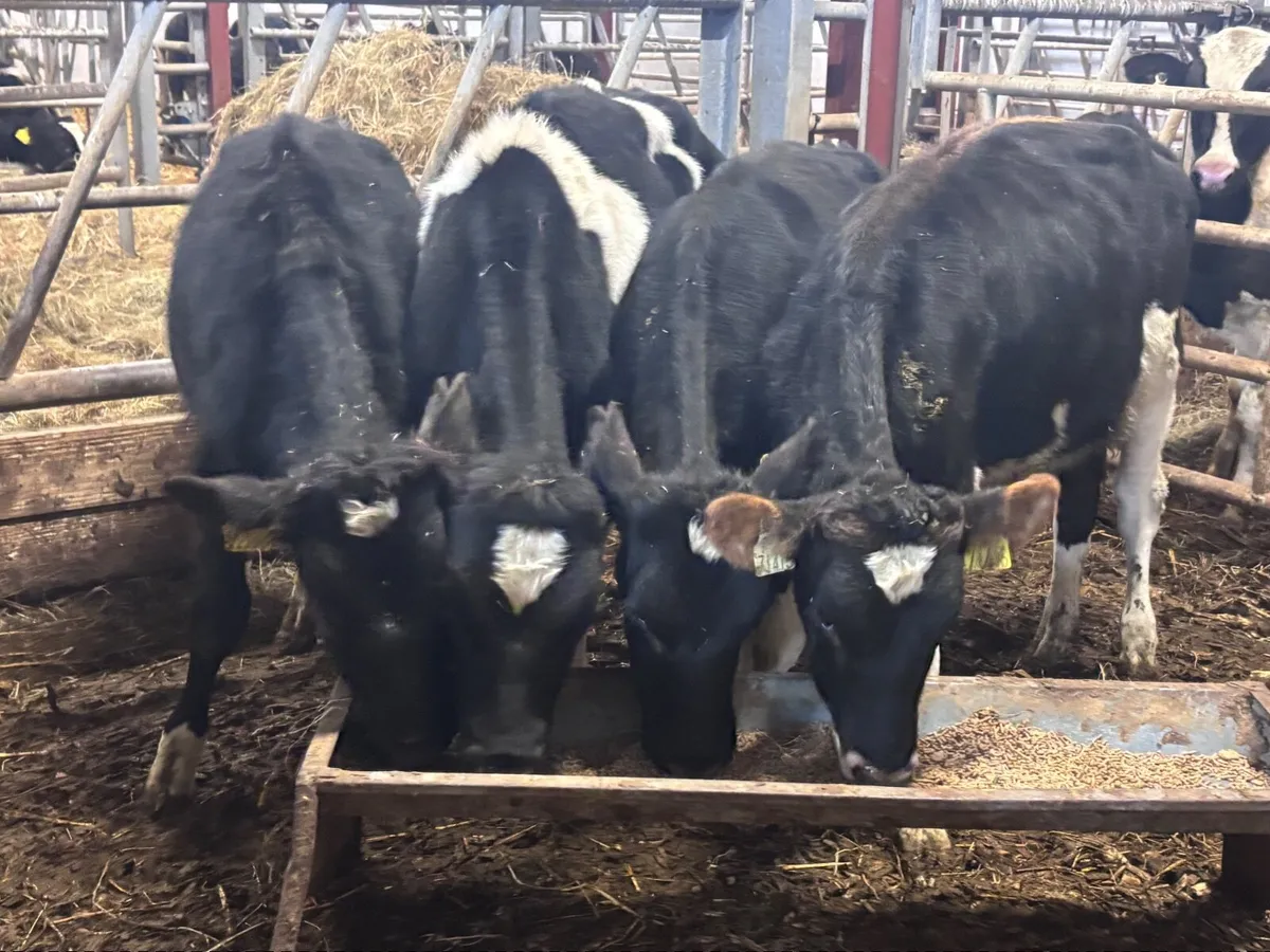 4 Freisan bull Weanlings for sale @€400 - Image 1