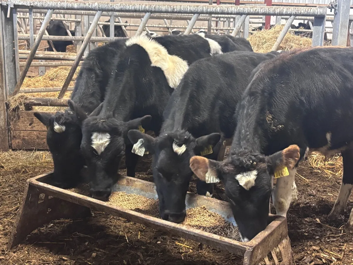 4 Freisan bull Weanlings for sale @€400 - Image 2