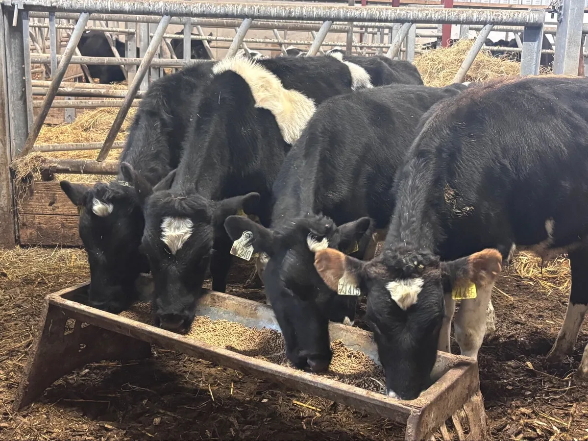 4 Freisan bull Weanlings for sale @€400 - Image 3