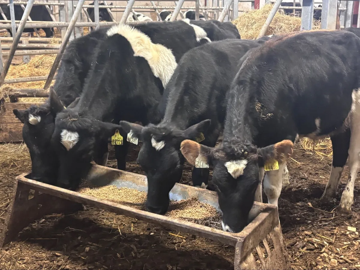 4 Freisan bull Weanlings for sale @€400 - Image 4