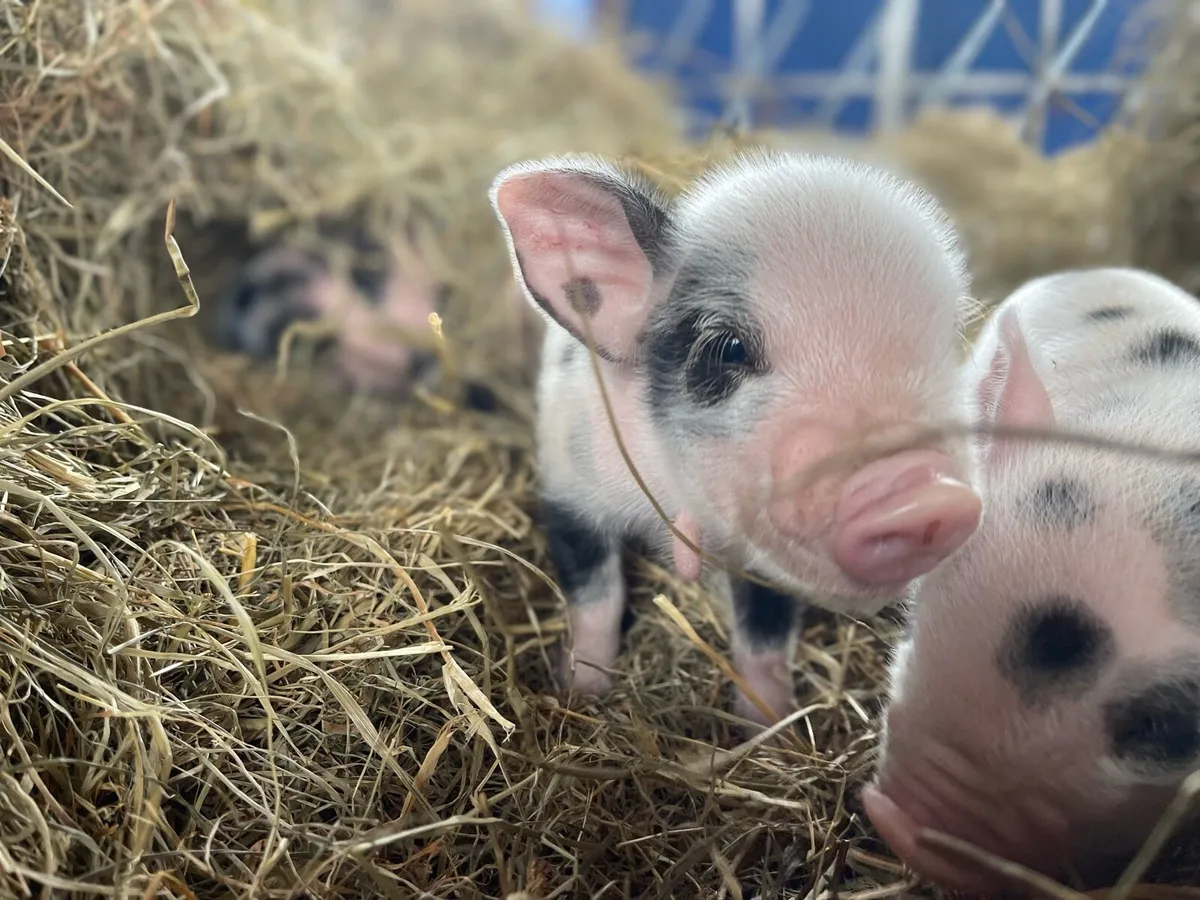 Beautifully marked Kune Kune piglets!! - Image 2