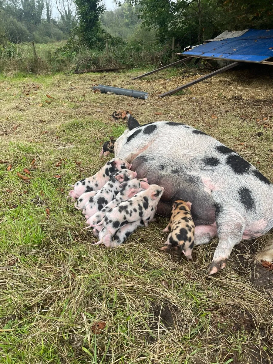 Beautifully marked Kune Kune piglets!! - Image 3