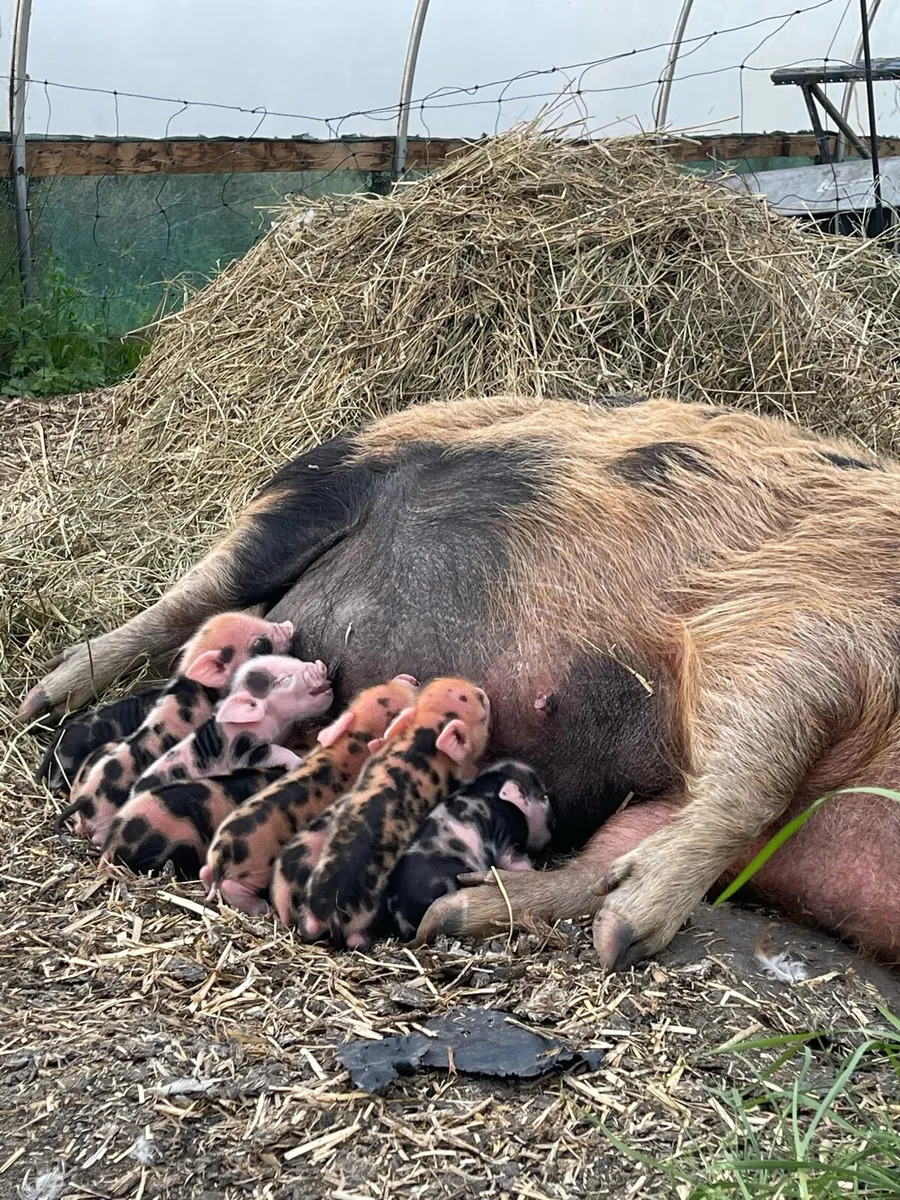 Beautifully marked Kune Kune piglets!! - Image 4