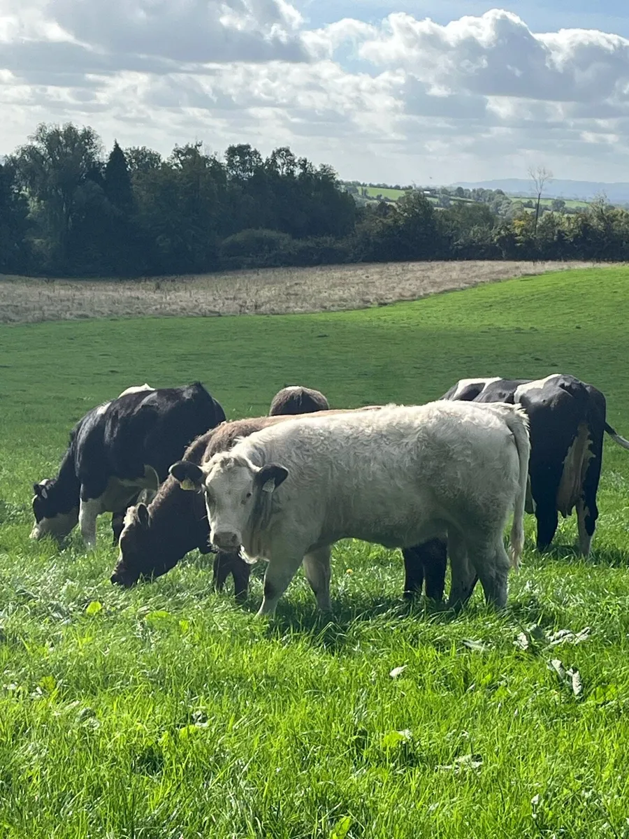 Smashing Simmental heifers - Image 1
