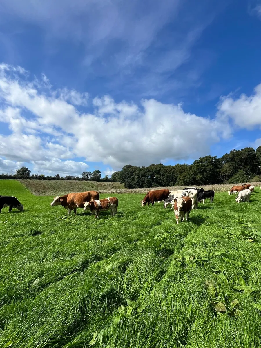 Smashing Simmental heifers - Image 2