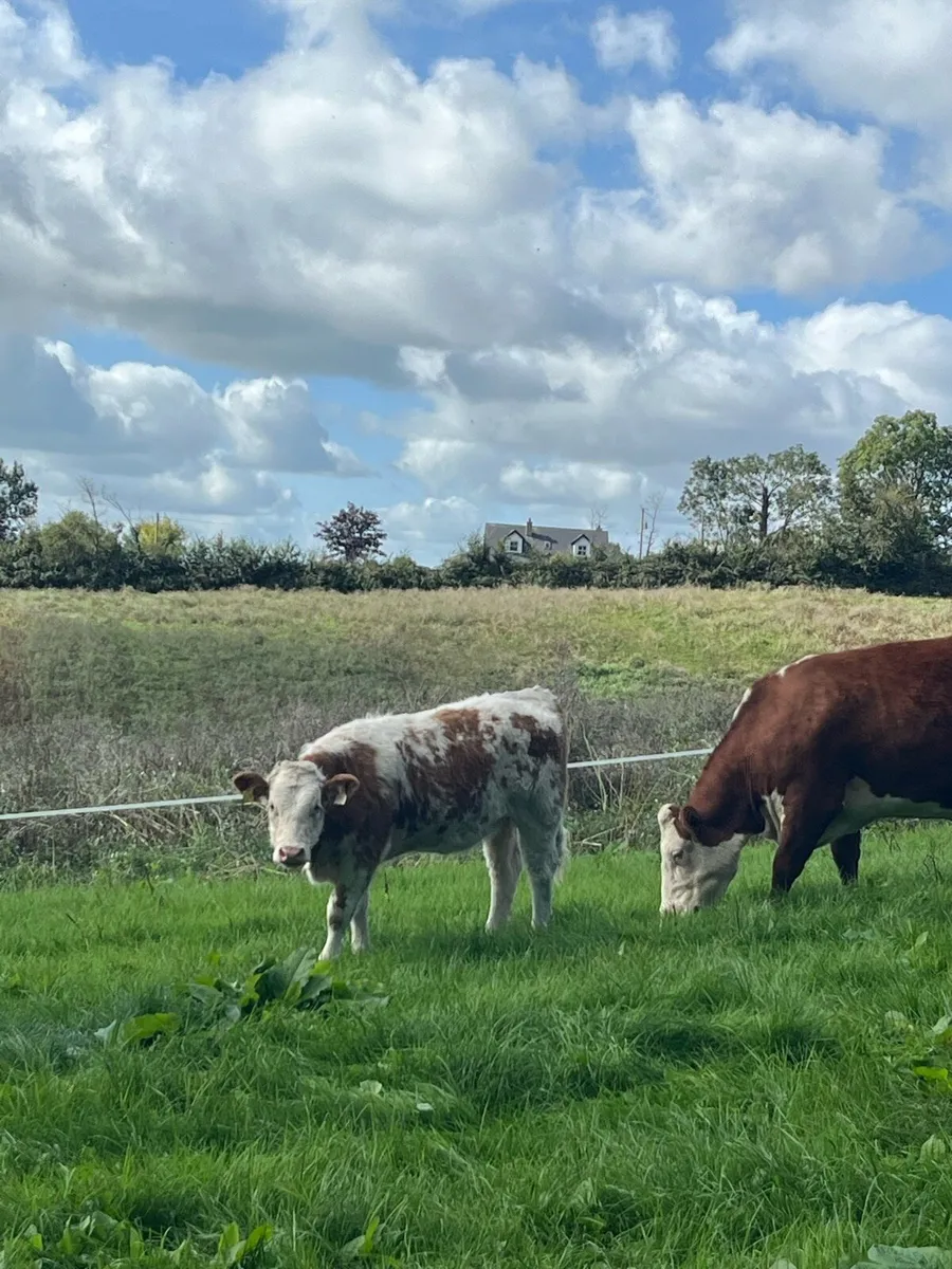 Smashing Simmental heifers - Image 3
