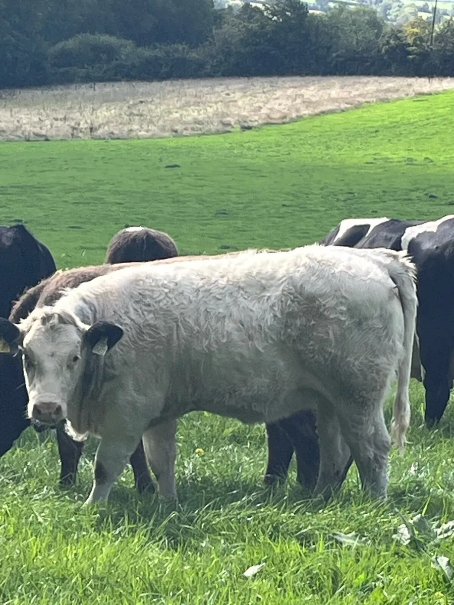 Smashing Simmental heifers - Image 4