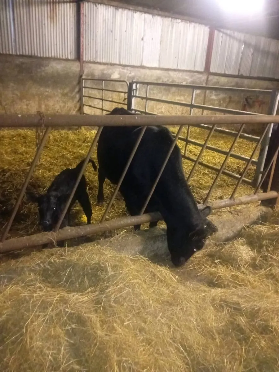 Angus cow and Angus bull calf - Image 4
