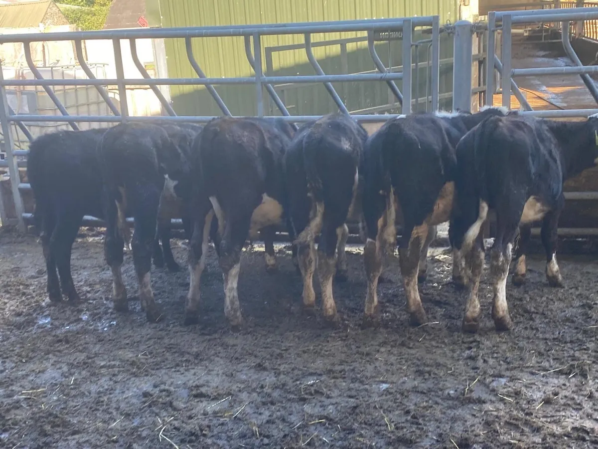 Hereford runners - Image 1
