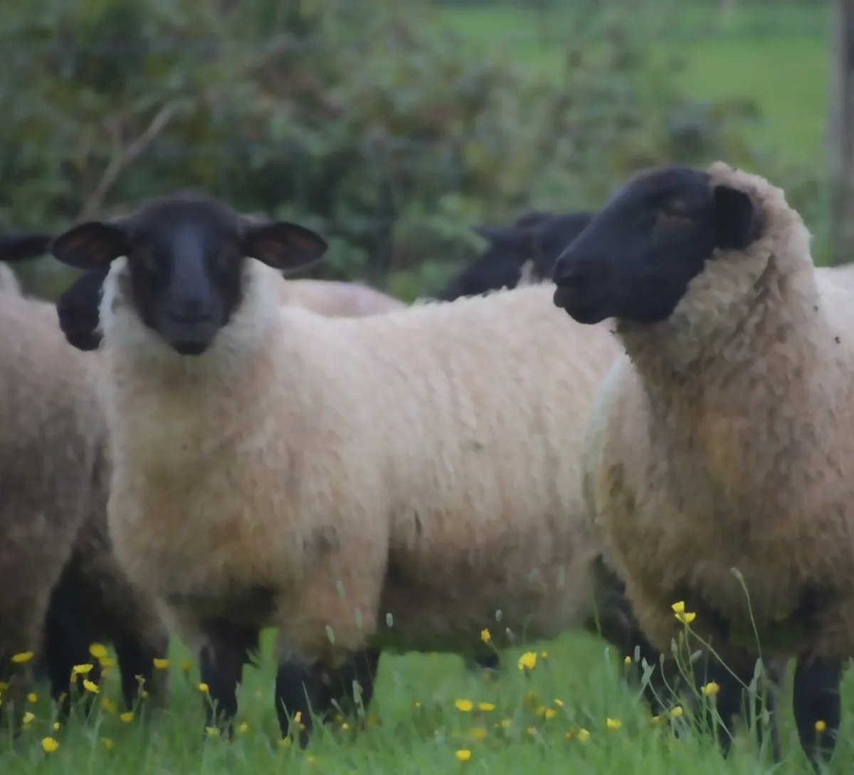 Organic Ewe Lambs Roscommon Mart Wed 30th Sept - Image 1