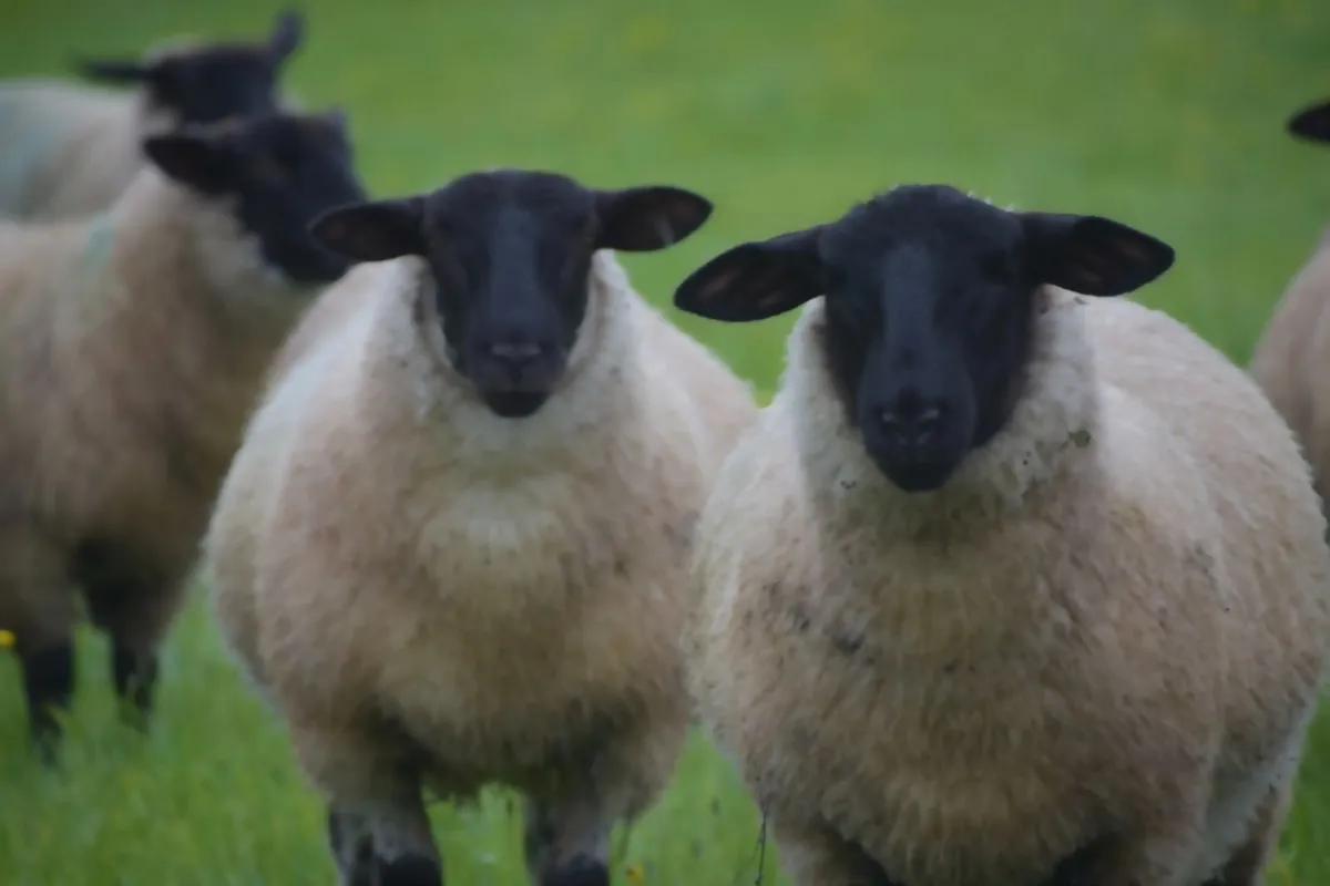 Organic Ewe Lambs Roscommon Mart Wed 30th Sept - Image 2