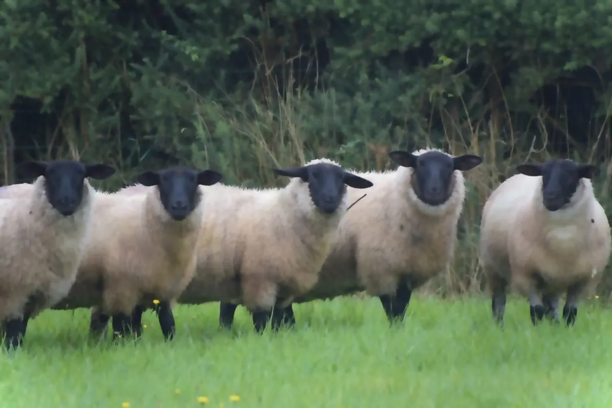 Organic Ewe Lambs Roscommon Mart Wed 30th Sept - Image 3