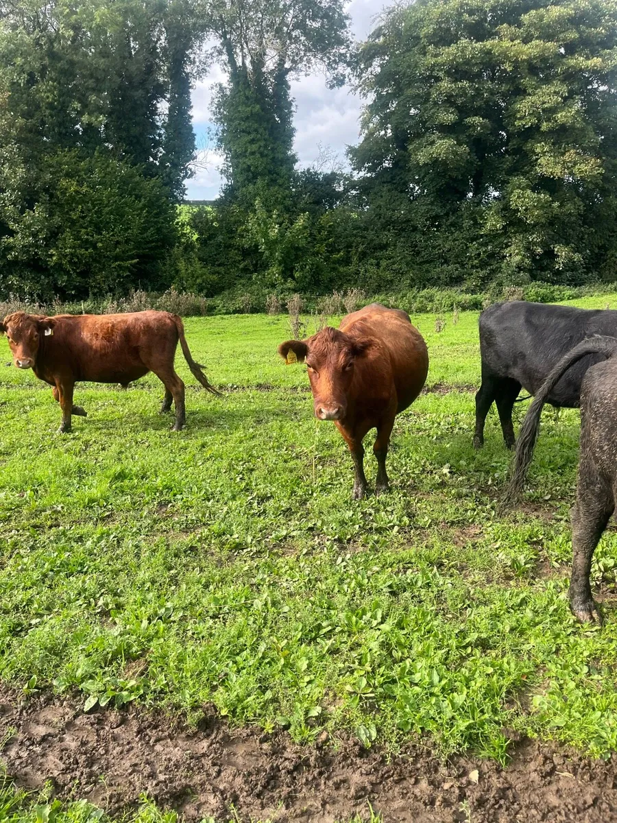 Dexter cattle - Image 1