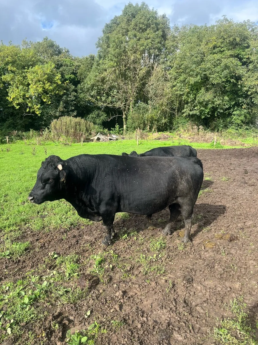Dexter cattle - Image 2