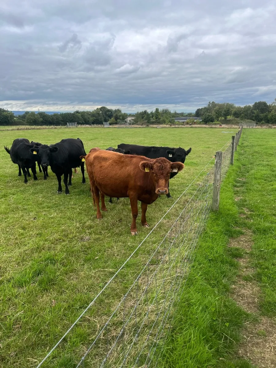Dexter cattle - Image 3