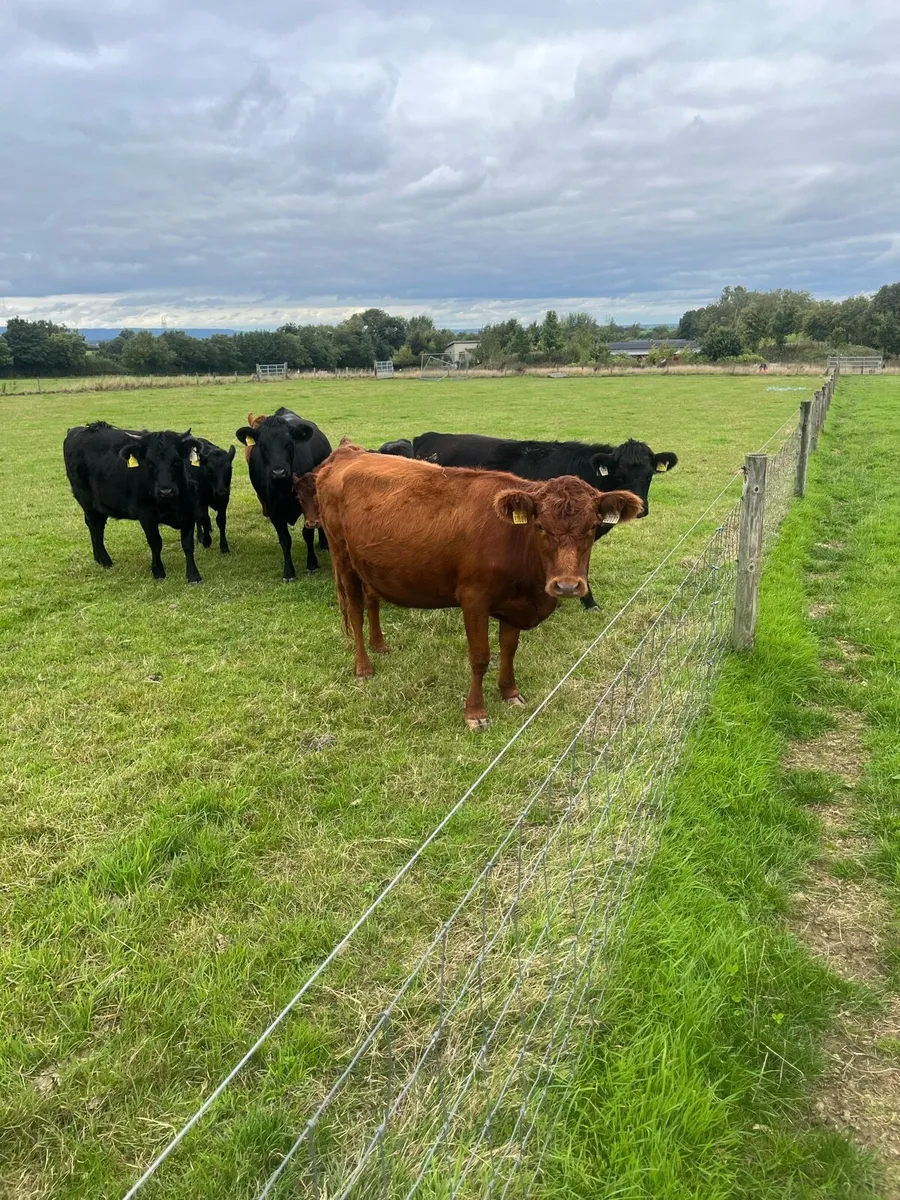 Dexter cattle - Image 4