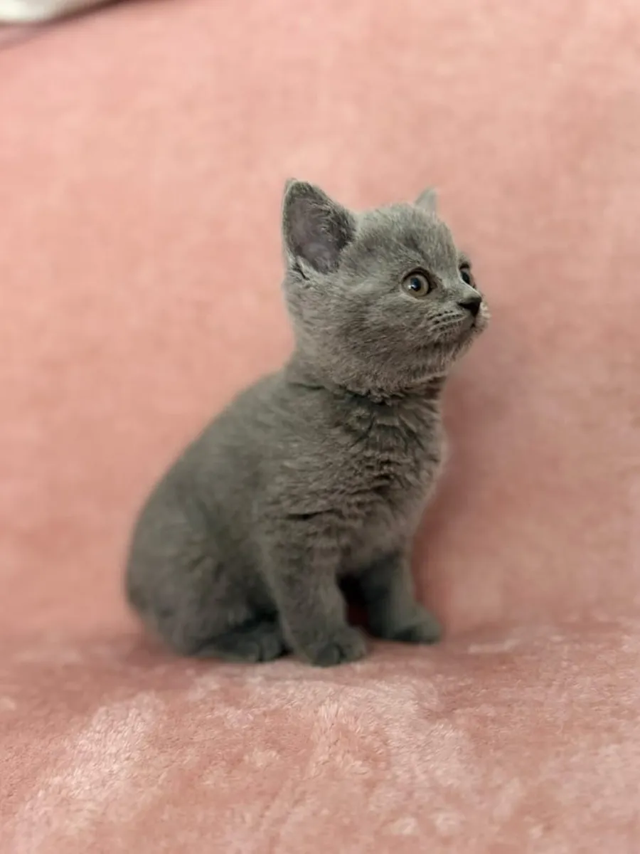 British kittens 1 FEMALE LEFT - Image 2