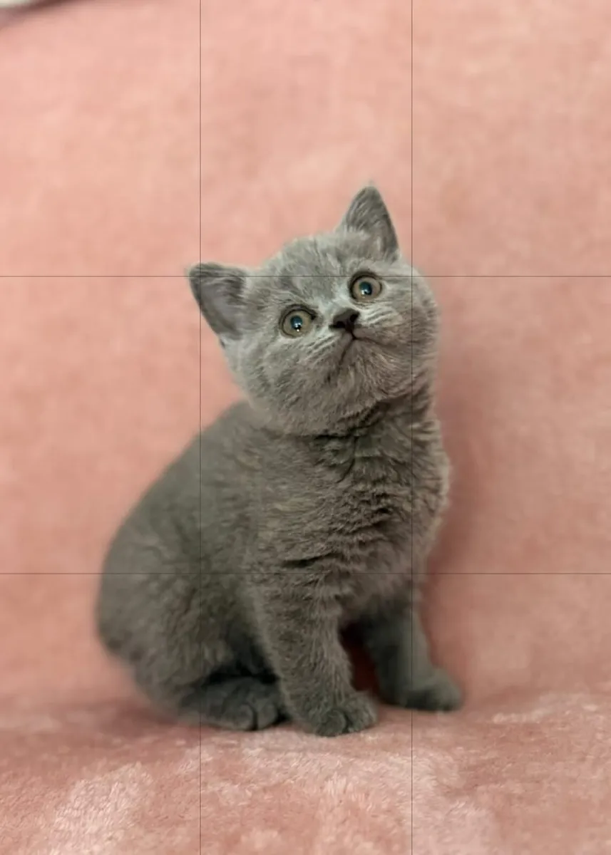 British kittens 1 FEMALE LEFT - Image 1