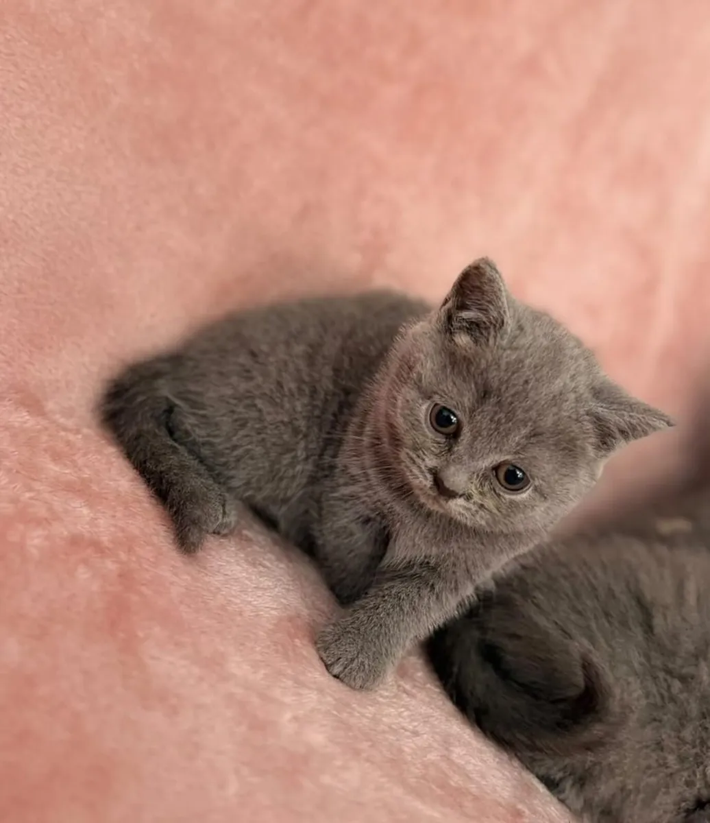 British kittens 1 FEMALE LEFT - Image 3