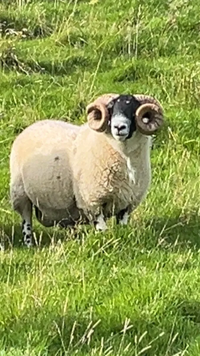 💥Sis hogget rams💥 - Image 1