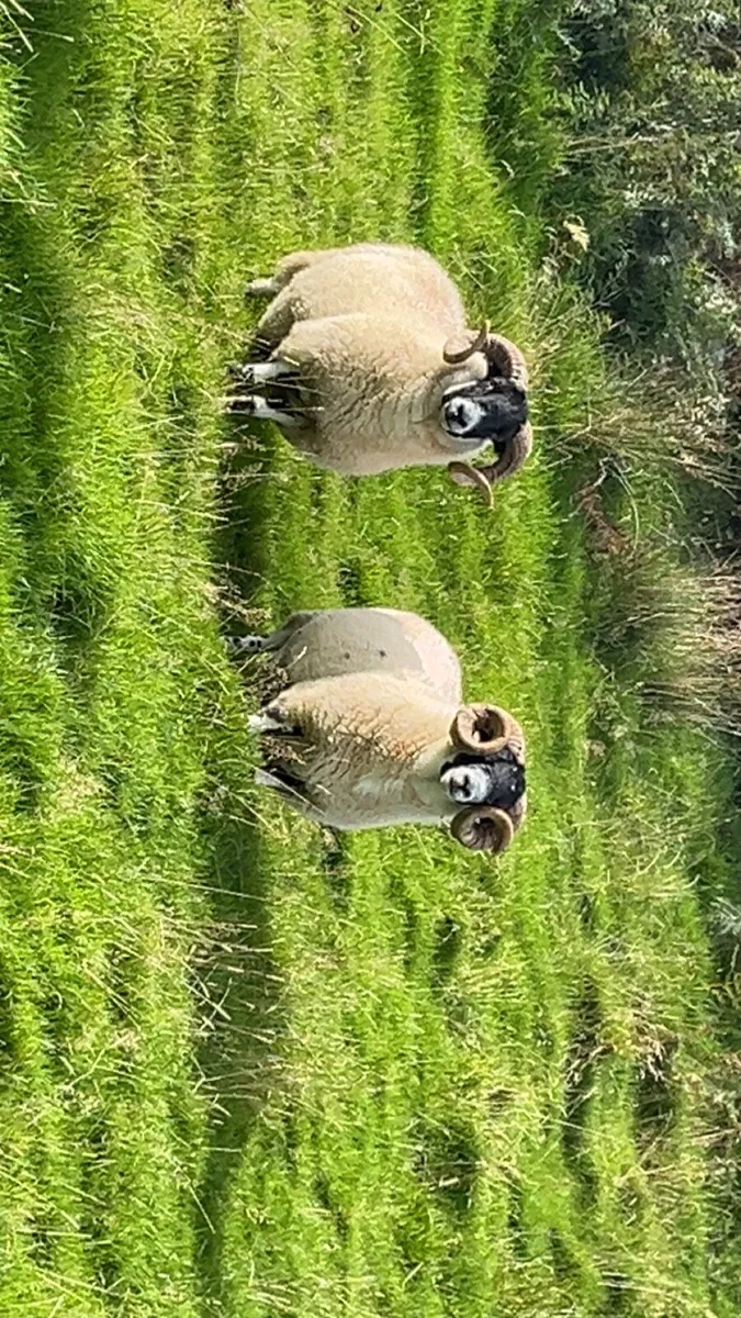 💥Sis hogget rams💥 - Image 2