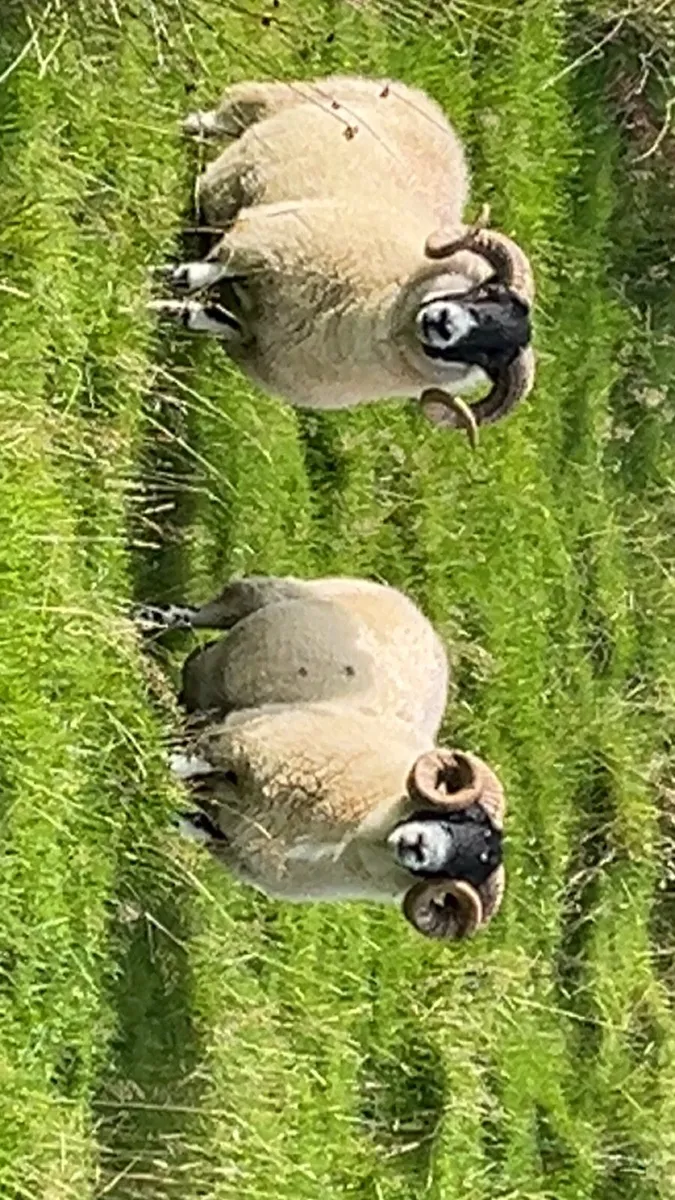 💥Sis hogget rams💥 - Image 3