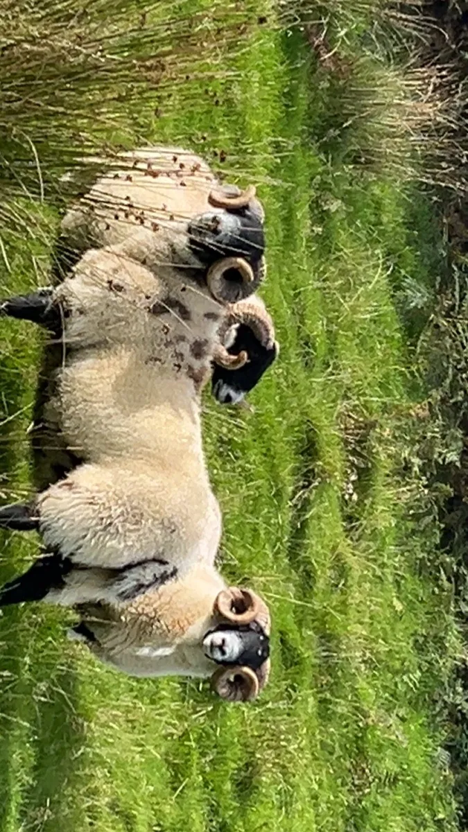 💥Sis hogget rams💥 - Image 4