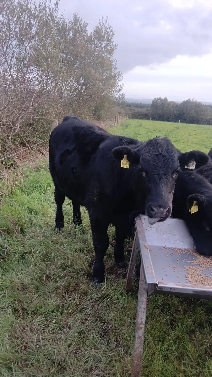 5 star pedigree angus heifer - Image 3