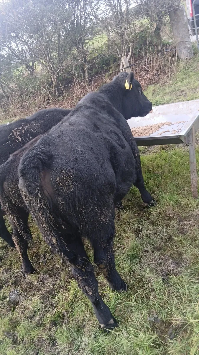 5 star pedigree angus heifer - Image 1