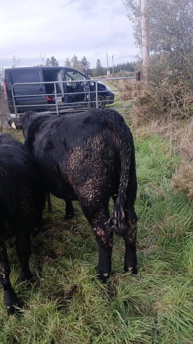 5 star pedigree angus heifer - Image 2