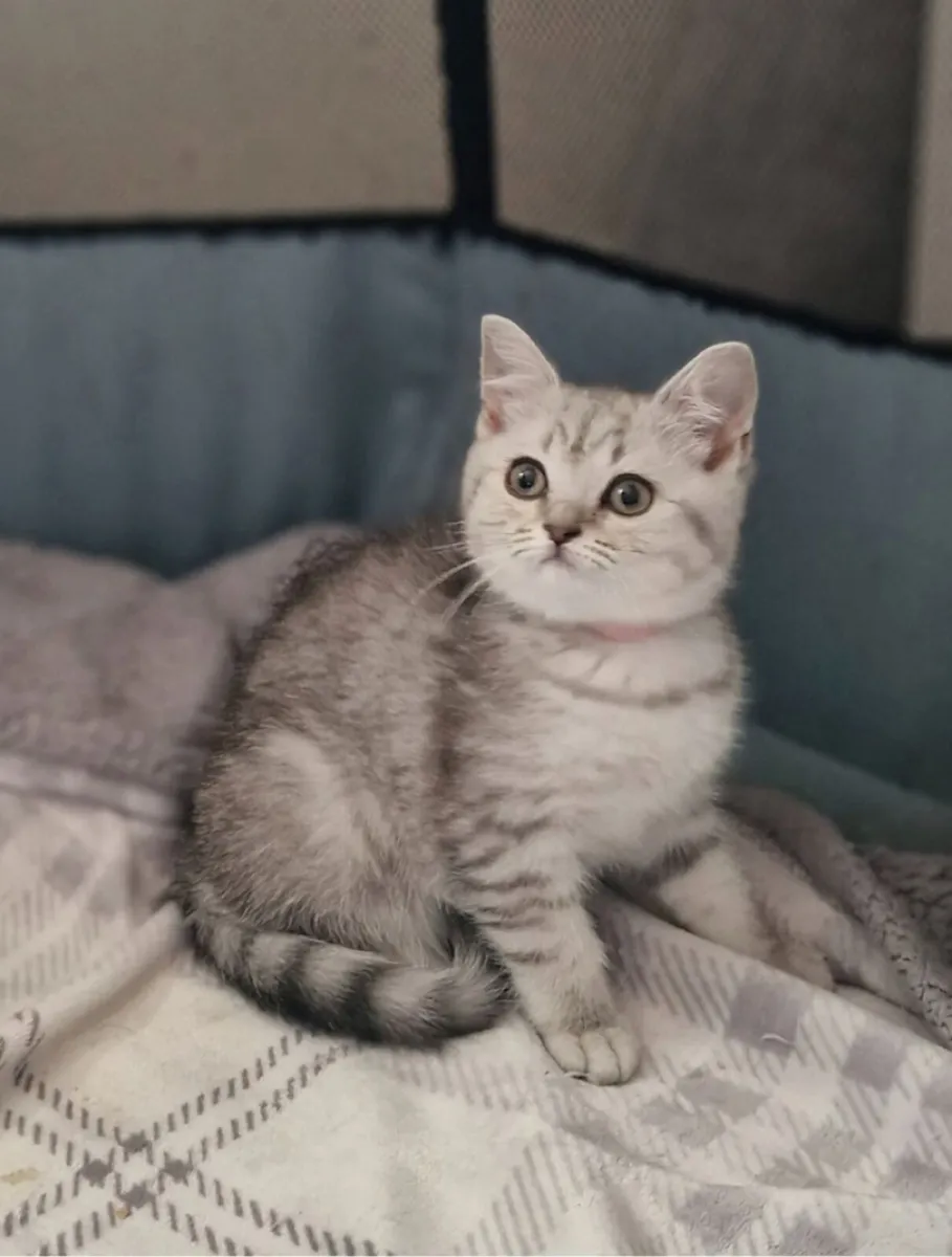 Scottish fold and straight kittens - Image 4