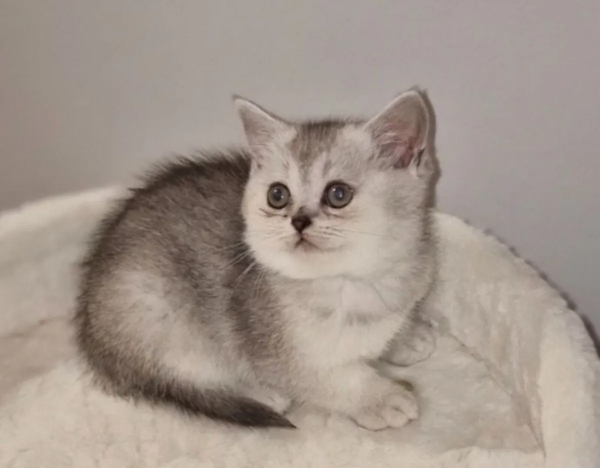 Scottish fold and straight kittens - Image 2