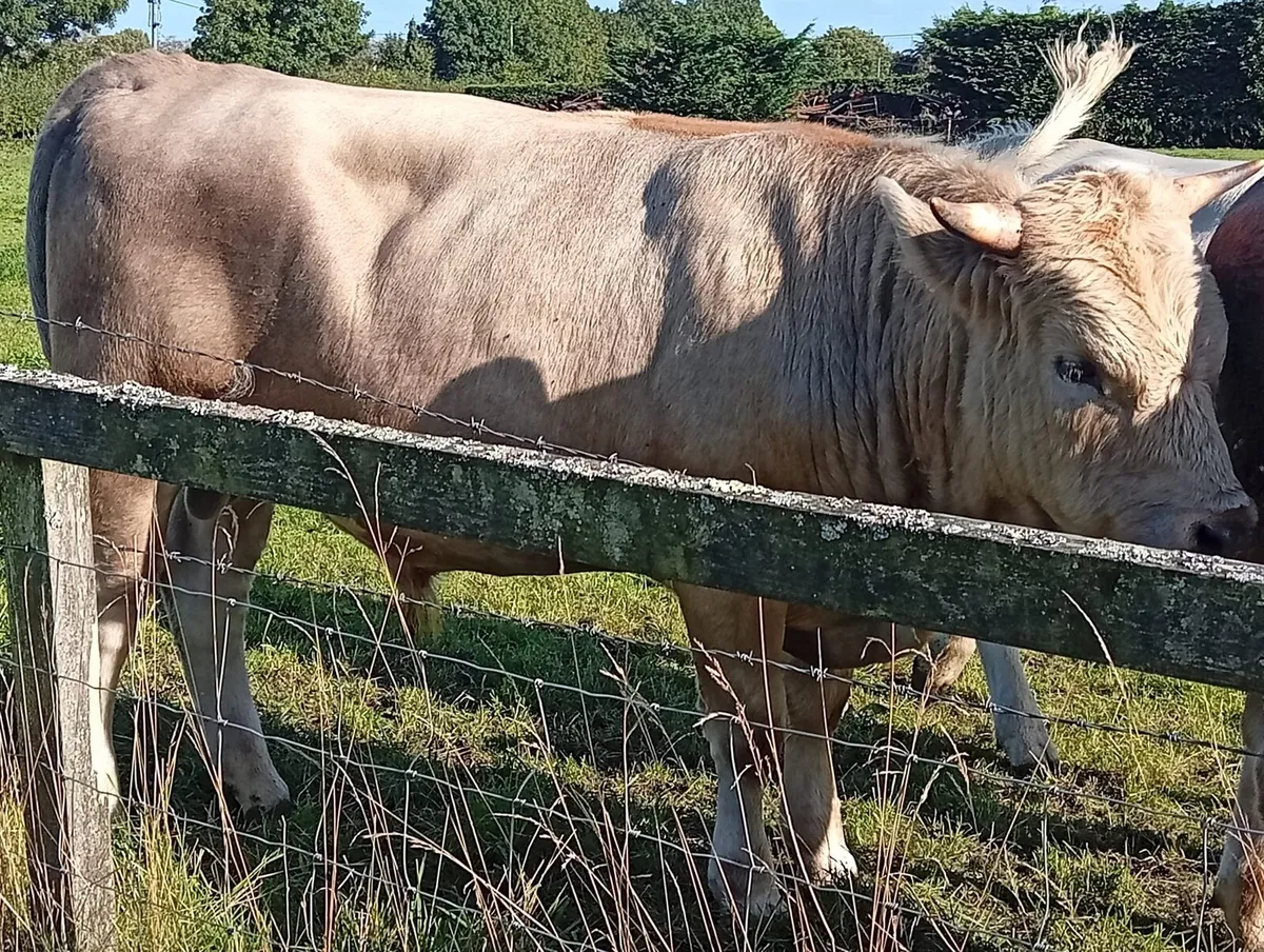 Bulls - Image 2