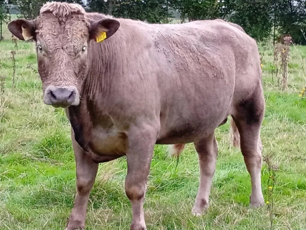Bulls - Image 3