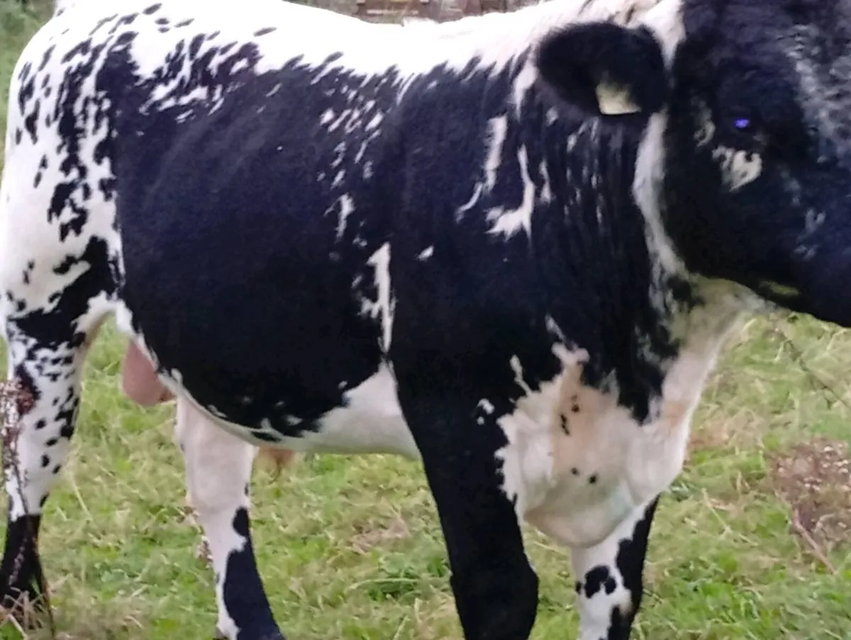 Bulls - Image 4