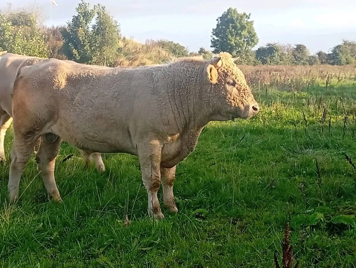 Bulls - Image 1
