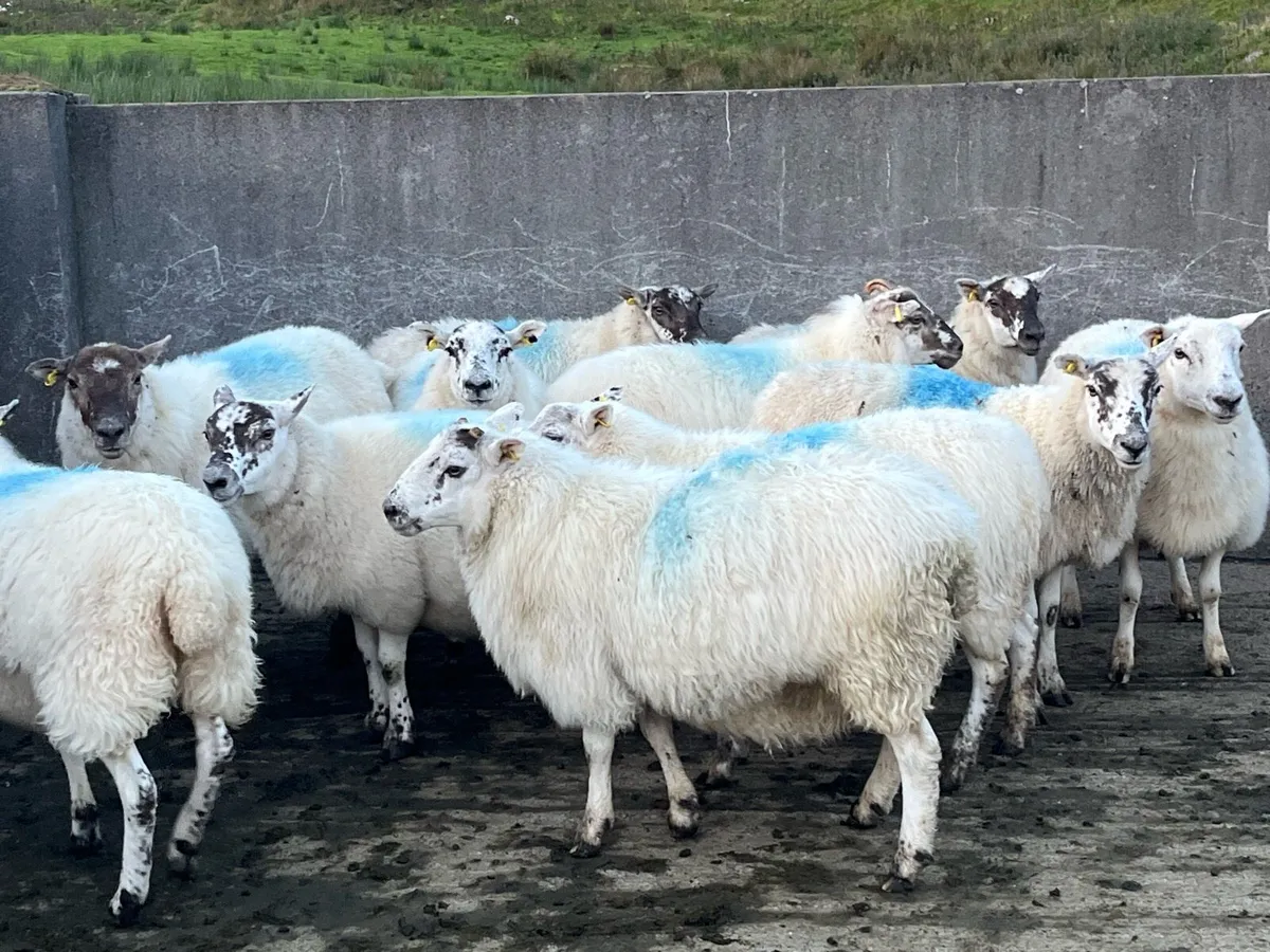 💥organic hoggets 💥 - Image 1