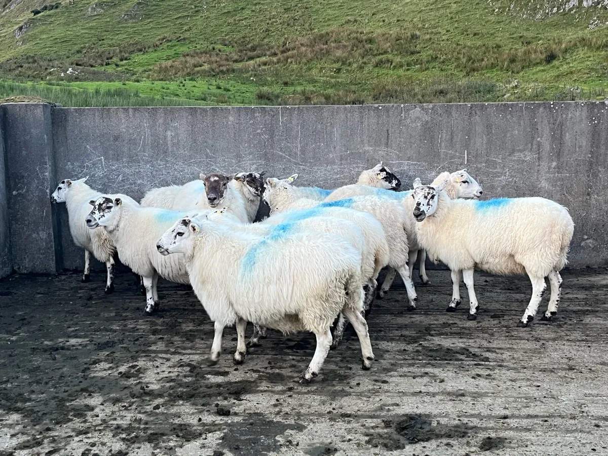 💥organic hoggets 💥 - Image 2