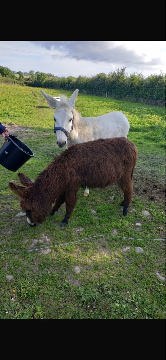 Minature Donkeys ::wanted :::: - Image 1