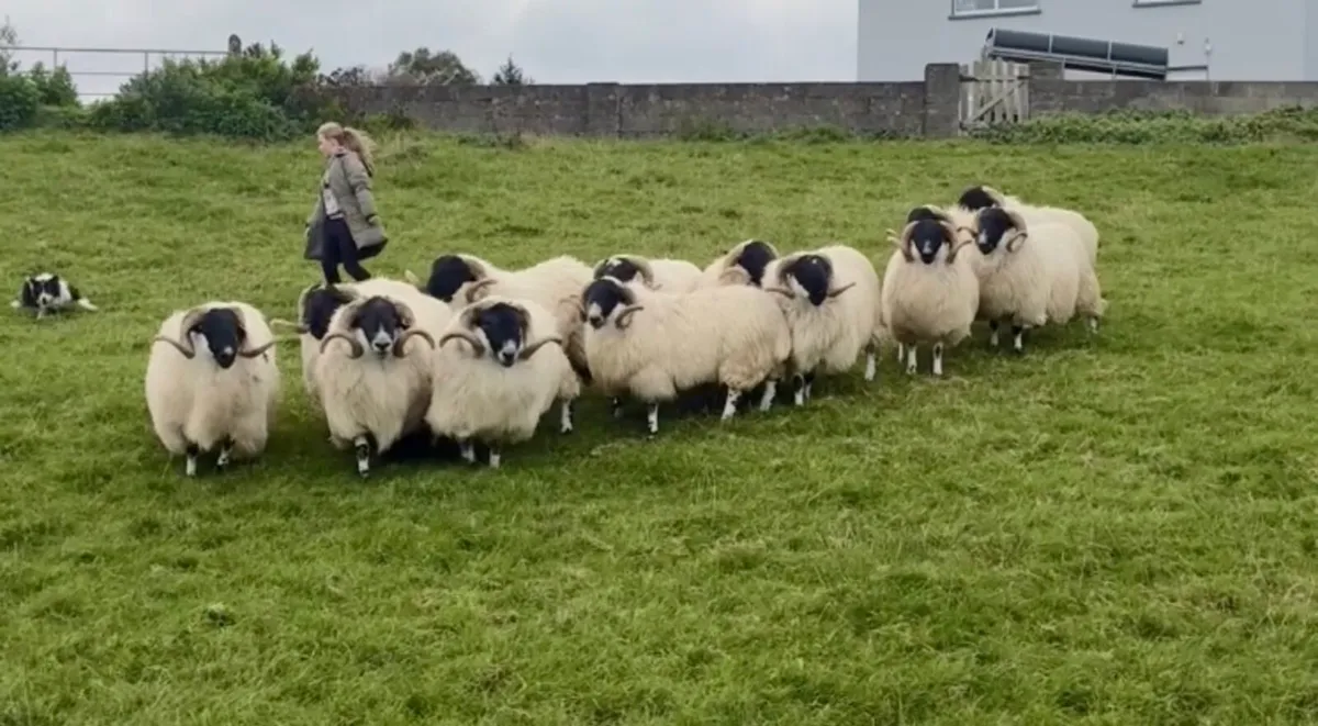 Scotch Hogget Rams for KBSBA at mid Kerry mart - Image 1