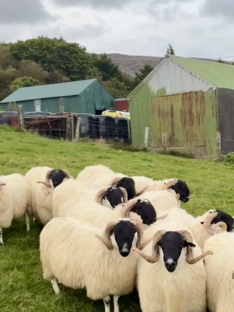 Scotch Hogget Rams for KBSBA at mid Kerry mart - Image 3