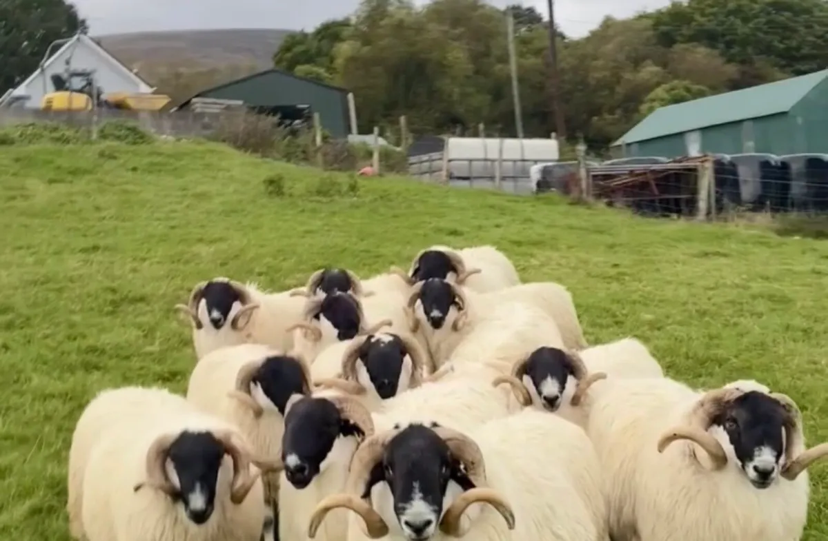 Scotch Hogget Rams for KBSBA at mid Kerry mart - Image 4