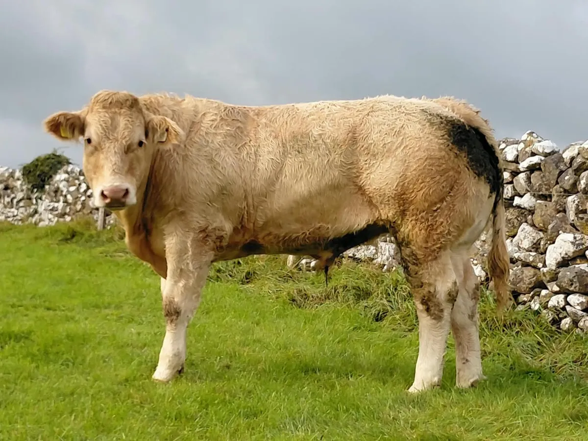 Cattle - Image 2